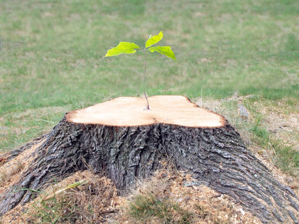 Tree stump.