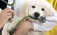 Veterinary Medicine